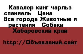 Кавалер кинг чарльз спаниель › Цена ­ 50 000 - Все города Животные и растения » Собаки   . Хабаровский край